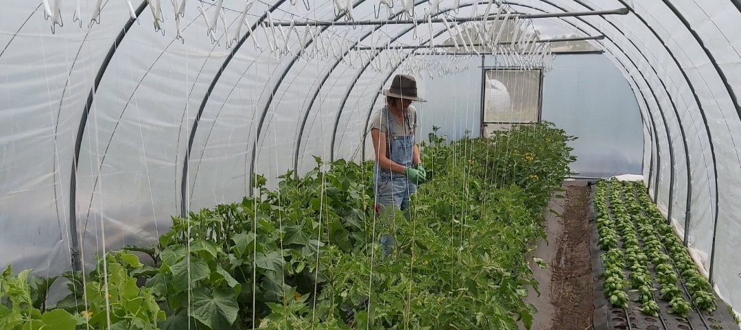 A woman with a hat stands in a poly tunnel growing vegetables.
