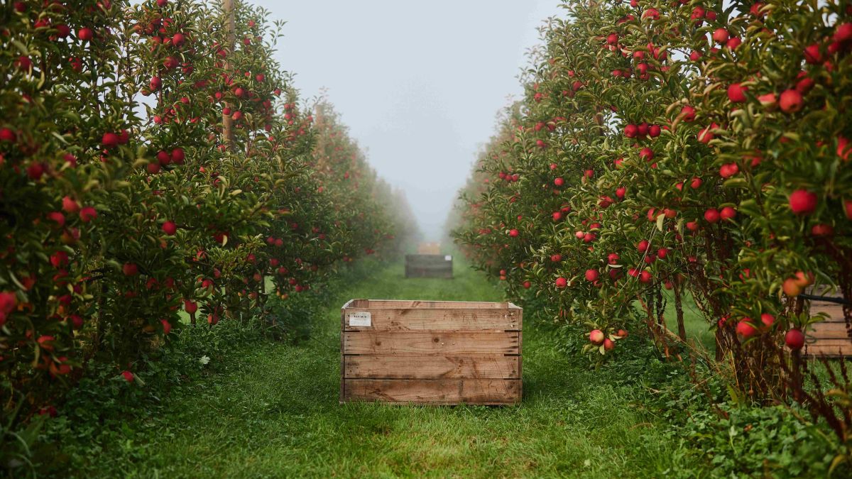 Apple Orchard in fog showing a wooden fruit crate.