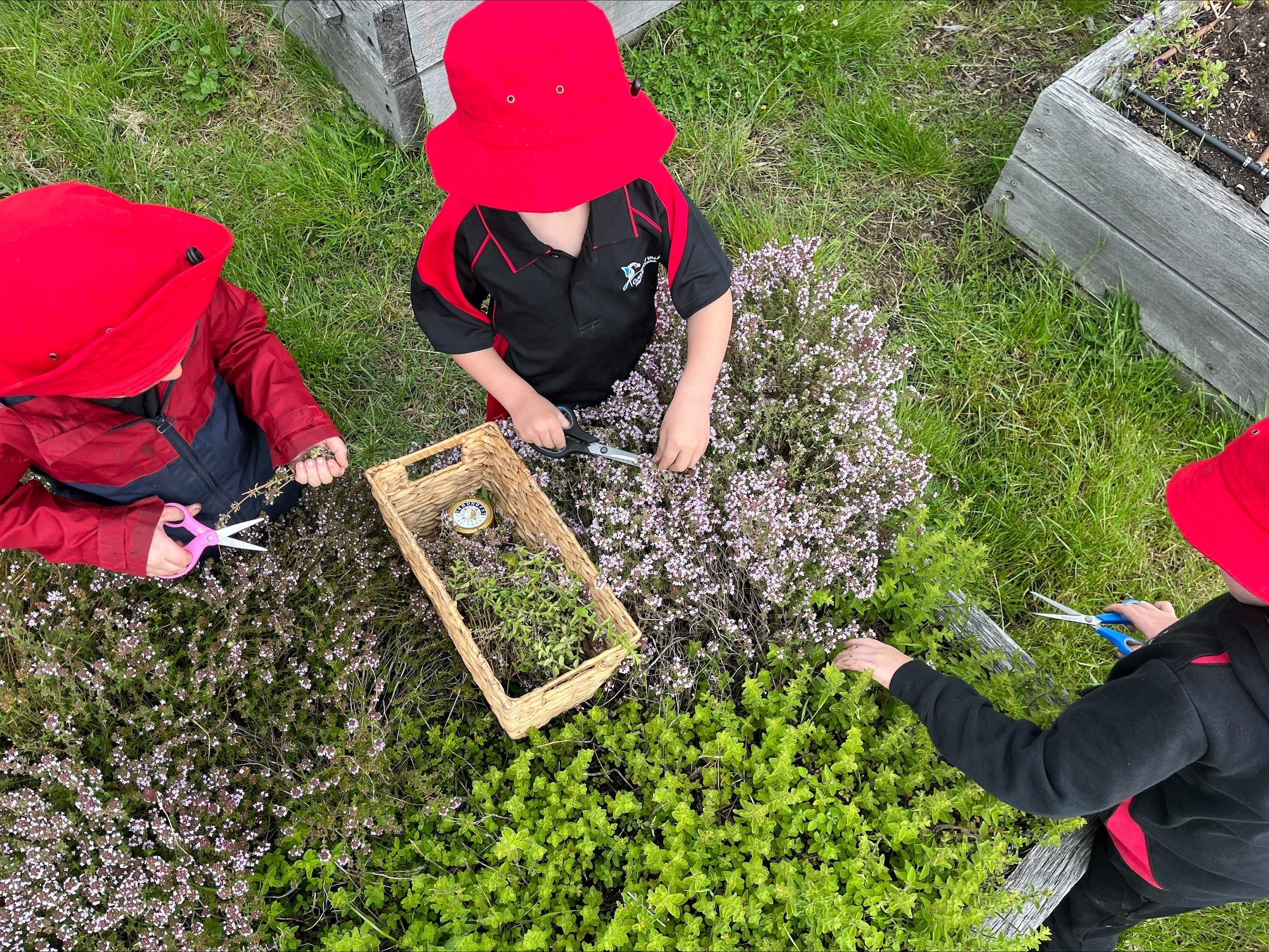 3 children are collecting herbs into a basket