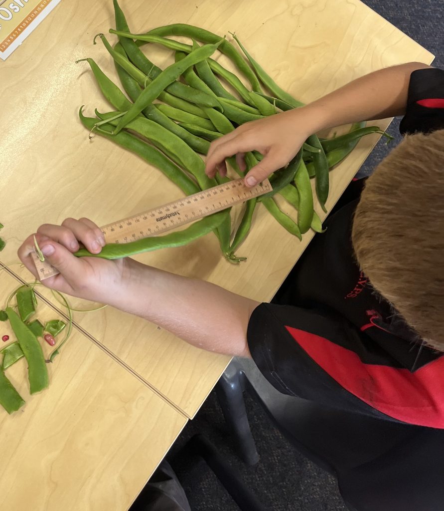A child measuring long beans with a wooden ruler