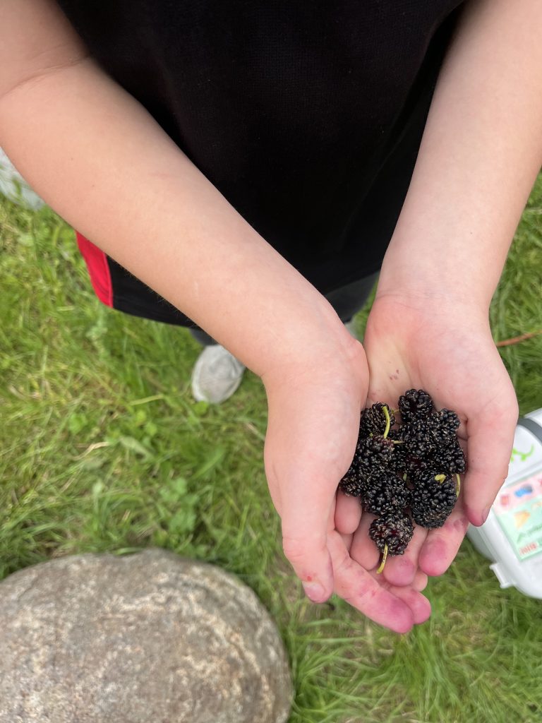 A child holds their hands cupping a number of mulberries