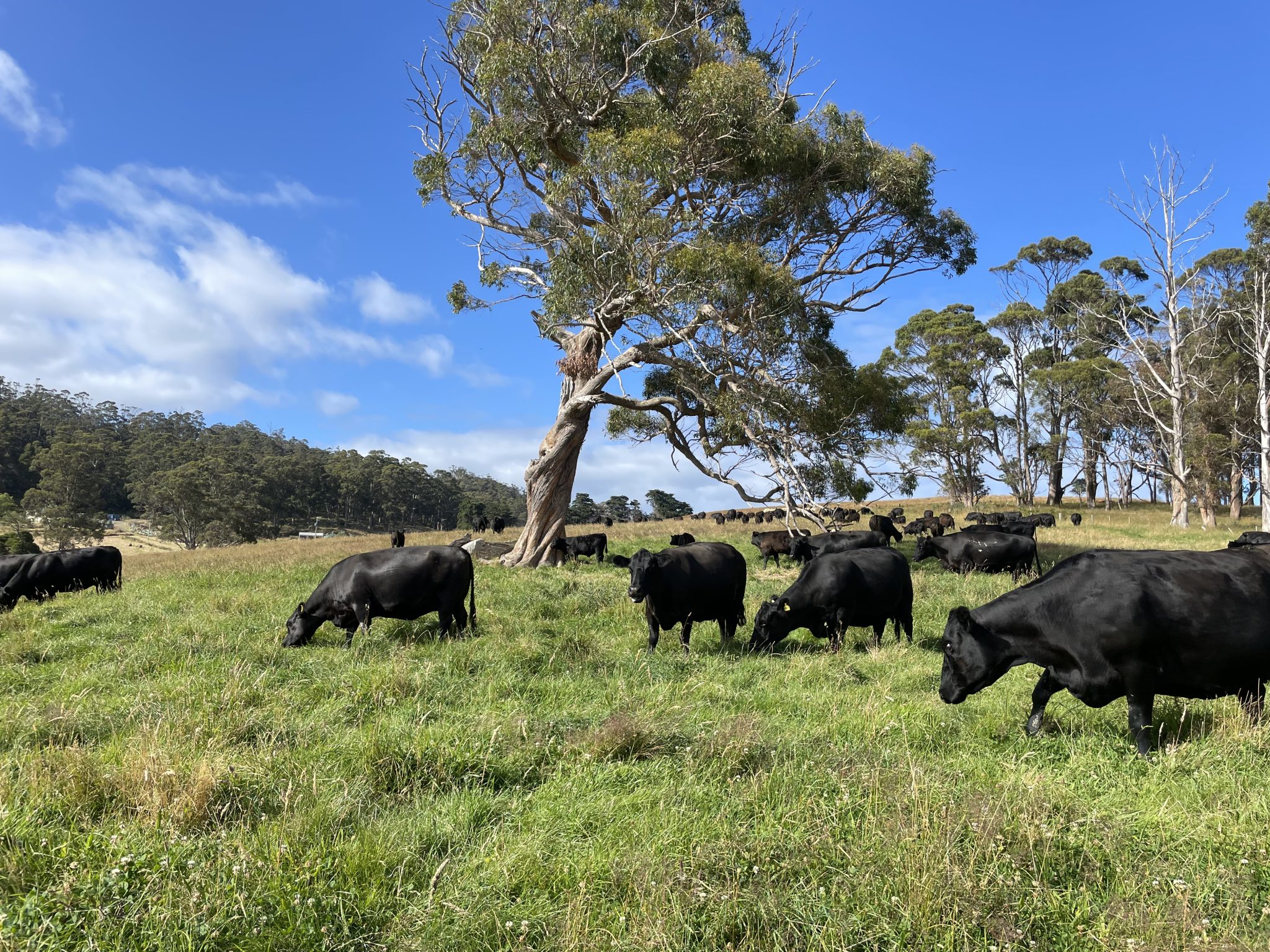A large tree and Black Angus cows in a green paddock with blue skies