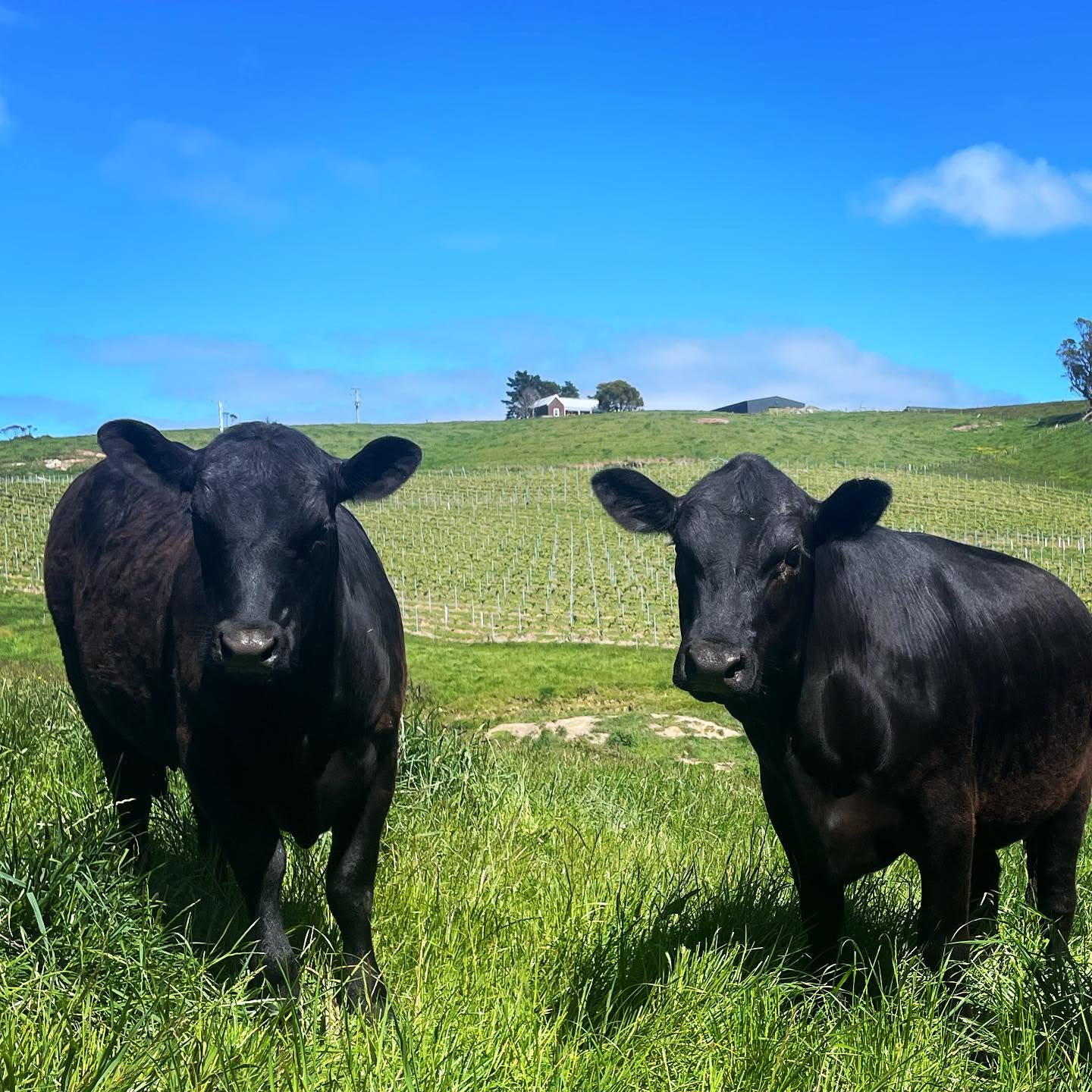 Two Black Angus cows in a green paddock with blue skies.