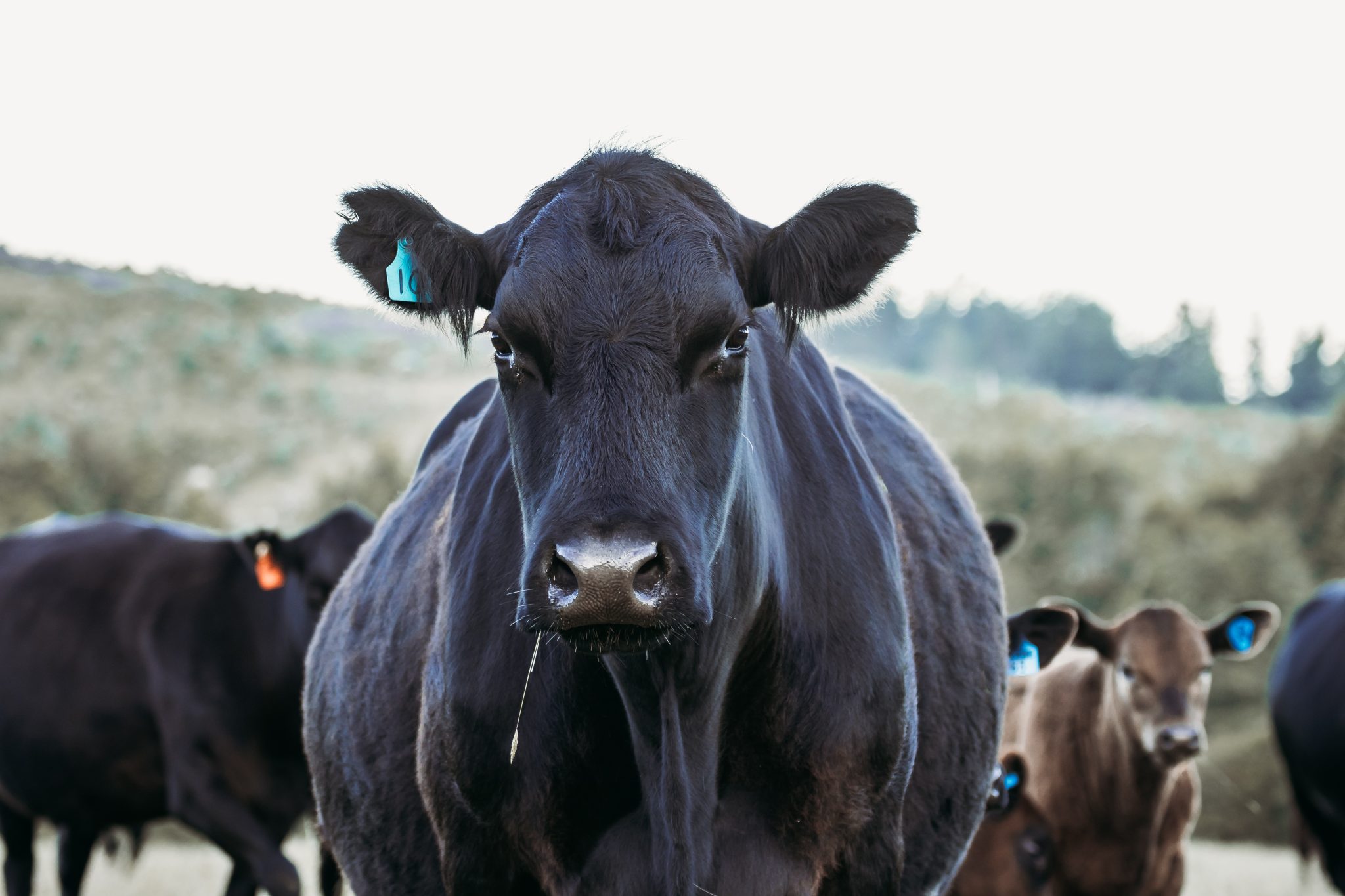 A black cow stands close to camera with a grass blade in its mouth